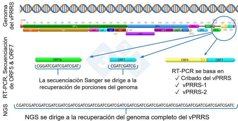 Figura 1: Representación esquemática de un genoma completo del vPRRS (GenBank U87392) y las regiones diana en las diferentes pruebas diagnósticas. En Estados Unidos, las pruebas RT-PCR para detectar virus vivos modificados (MLV) similares a los de la vacuna se dirigen a la región nsp2, y la secuenciación CLAMP para bloquear la amplificación de los virus de la vacuna MLV durante la secuenciación Sanger se dirige al gen ORF5.